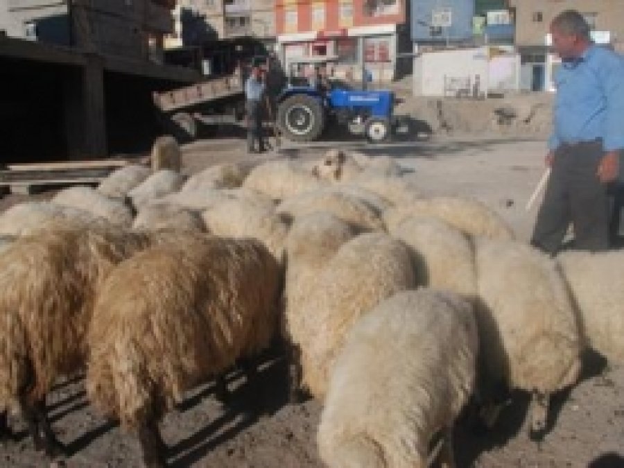 Kurban Bayramında Besiciler Mağdur Edilmesin