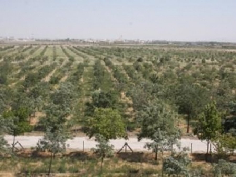 Konya'da Ağaçlandırma Çalışmalarına Devam