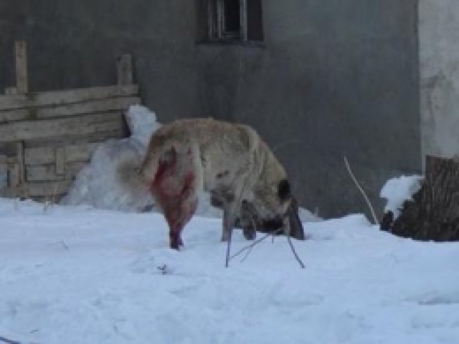 Sokak Köpekleri Tehlike Saçıyor