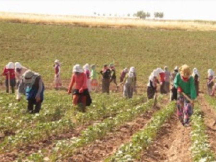 Kobanili Aileler Pamuk Tarlasında Çalışıyor 