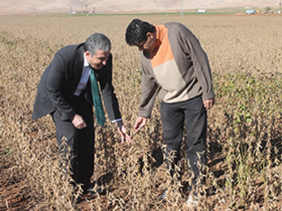 Mardin'de Soya Fasulye Hasadına Başlandı 