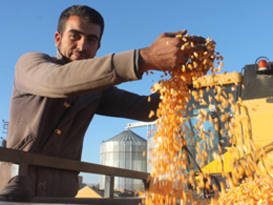 Mardin Ovası'nın İlk Mısır Hasadı Yapıldı