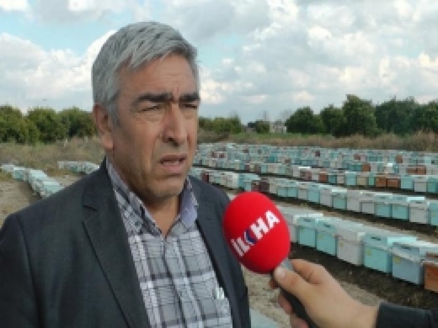 Türkiye'de Acilen Arı ıslah Çalışması Yapılmalıdır 