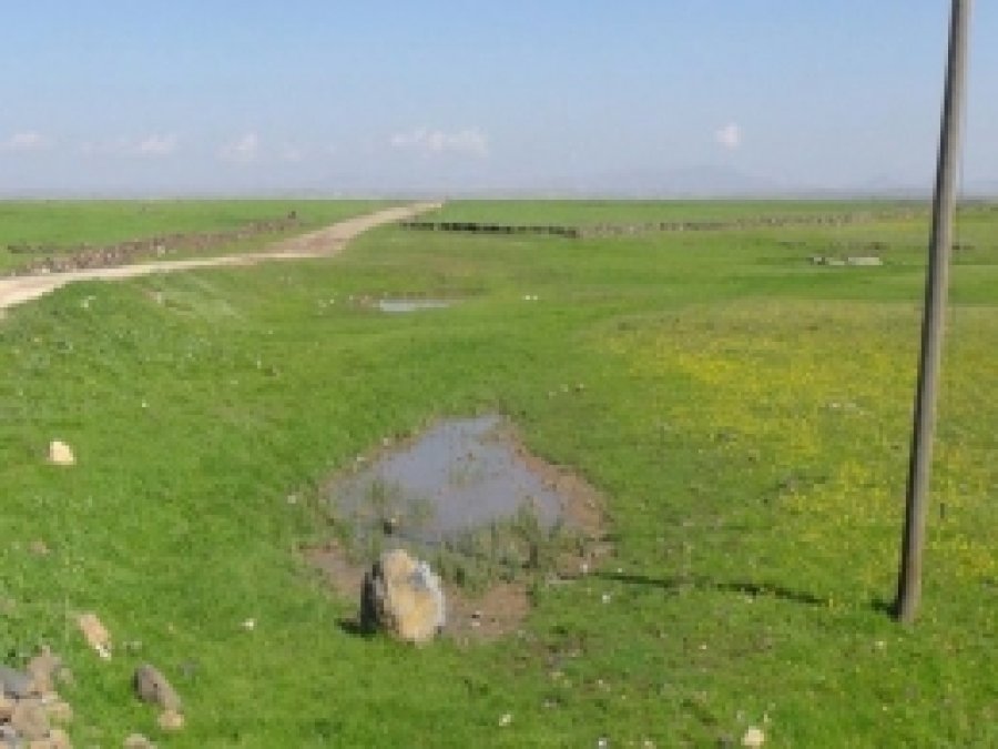 Yağan Yağmur Ekinlere Can Verdi 