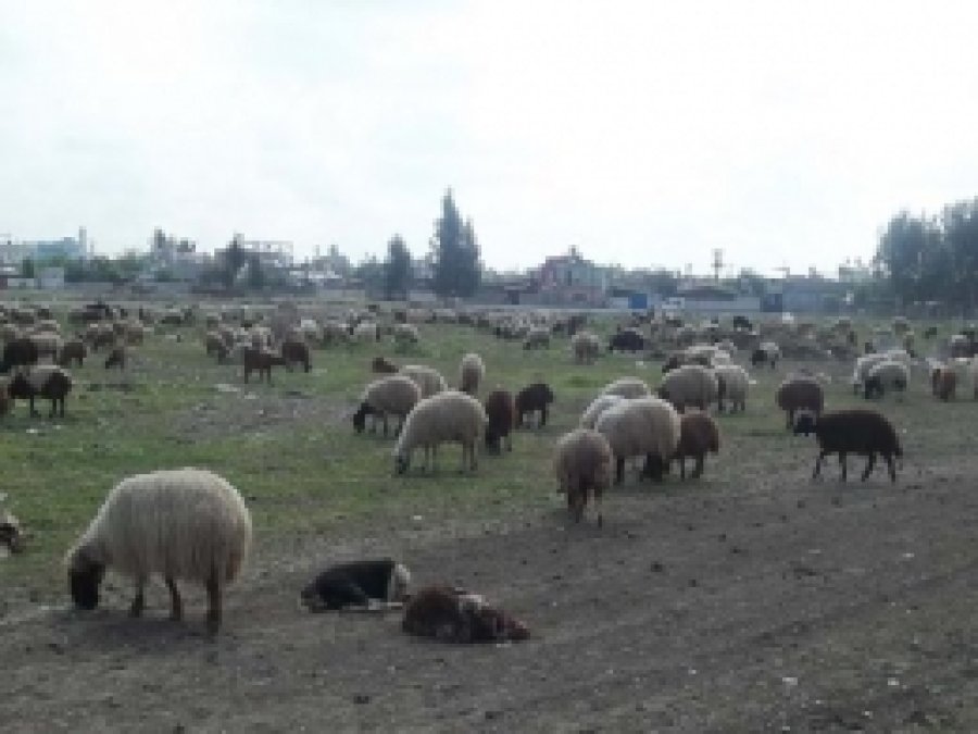 Tarsus'ta Hayvan Besicilerine Uyarı 