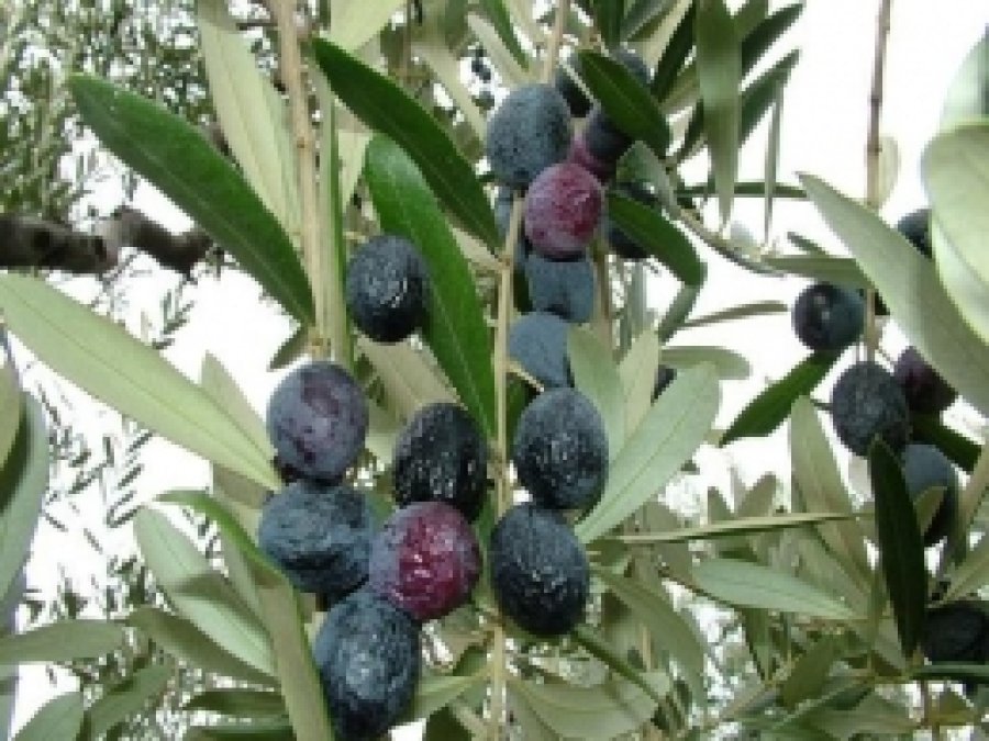 Birinciye Kilosu Kadar Zeytin Verilecek 