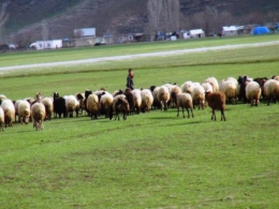 Hayvanlar Yaylaya Çıkartılmaya Başlandı 