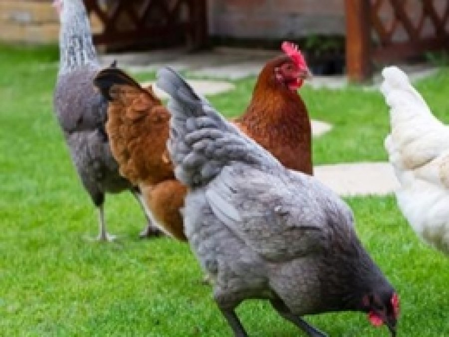 Tavuk Kesimi Azaldı