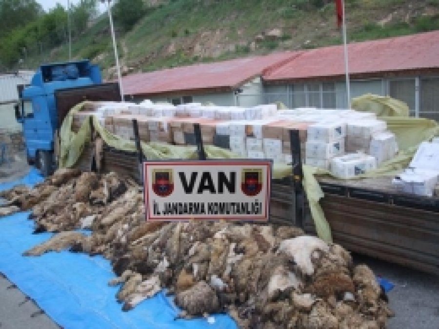 Koyun Derilerinin Altında Kaçak Sigara Ele Geçirildi