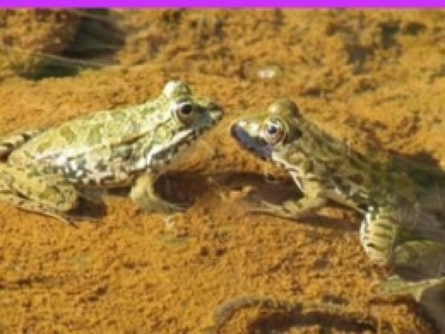 Bingöl'de Kurbağa Avı Yasaklandı 