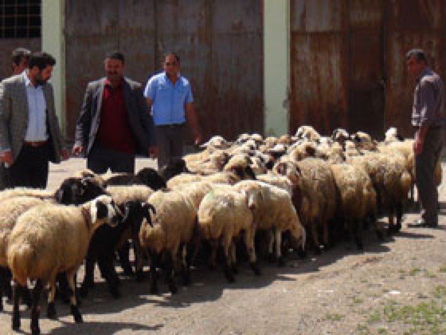 Kuzu Satış Sezonu Başladı