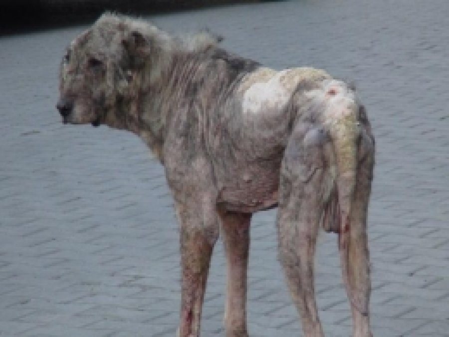 Hasta Köpek Mikrop Saçıyor