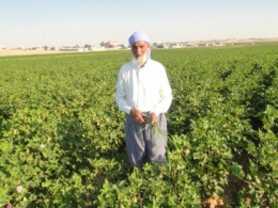 Pamuklar Çiçek Açmaya Başladı