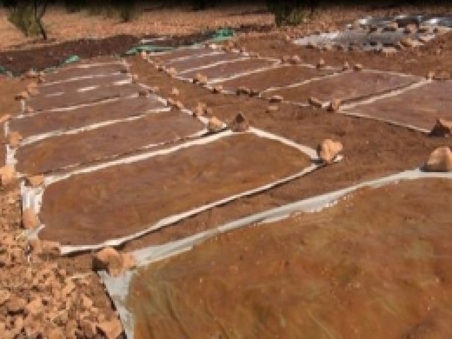 Şanlıurfa'da Bağbozumuna Başlandı 