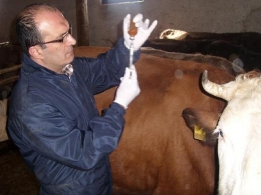 Tarsus'ta Şap Aşısı Çalışmaları Başladı 