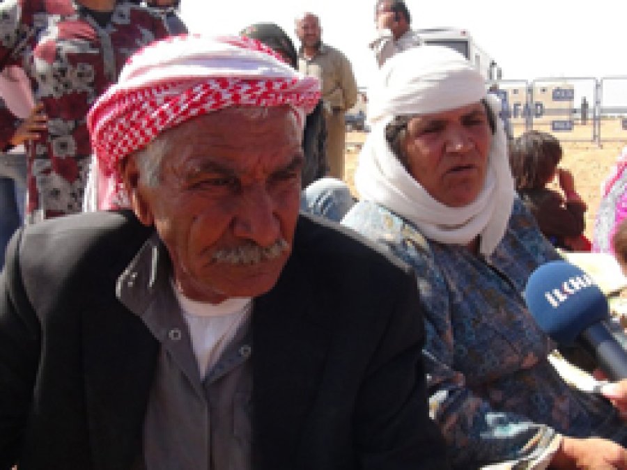 Kobani Sınırındaki Hayvanlar Telef Oluyor 