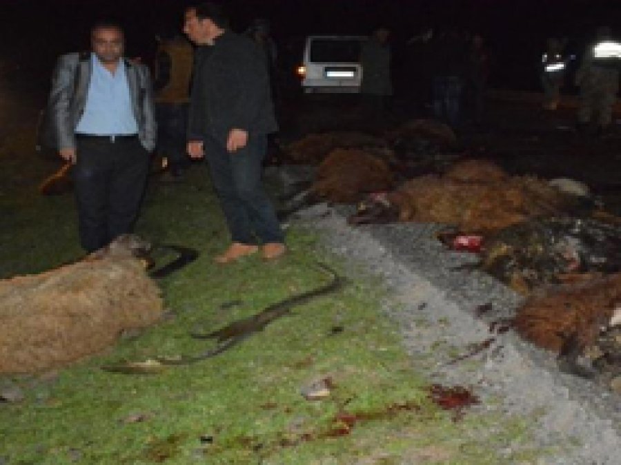 Zırhlı araç sürüye daldı 25 koyun telef oldu