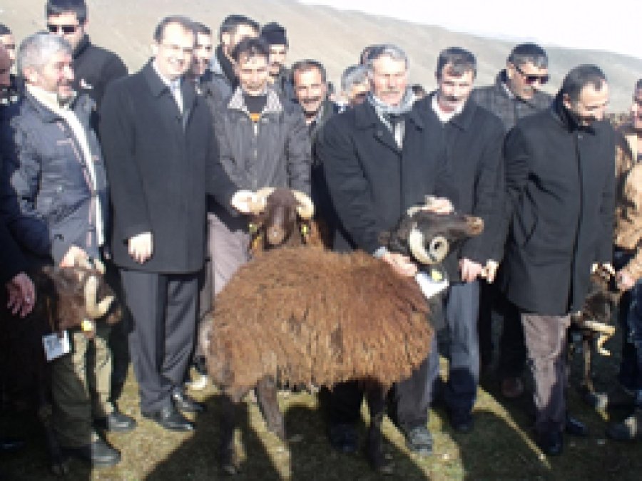 Bingöl'de hayvan yetiştiricilerine koç dağıtıldı