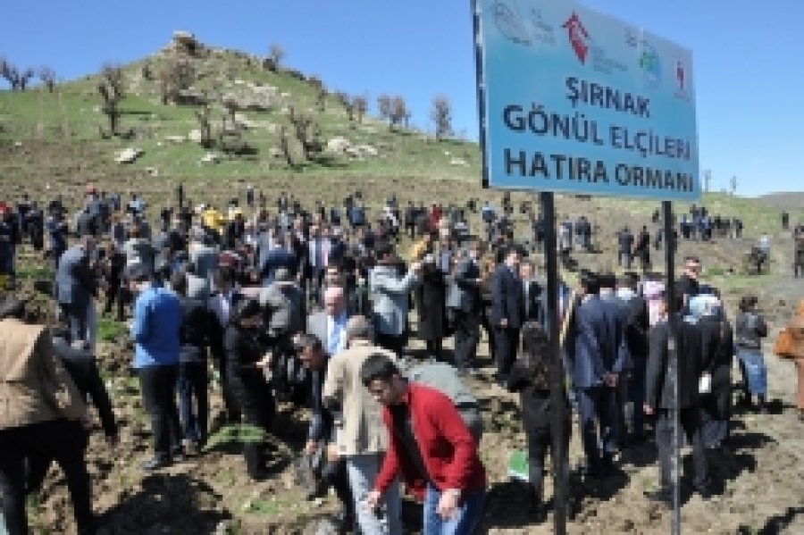 Şırnak’ta 9 bin fidan dikildi