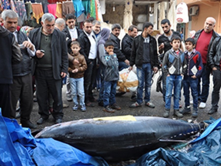 1 ton 200 kiloluk balık görenleri şaşırtıyor
