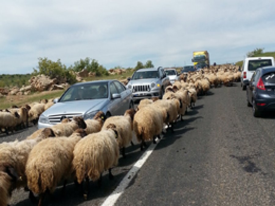 Göçerlerin yolculuğu trafiği kilitliyor