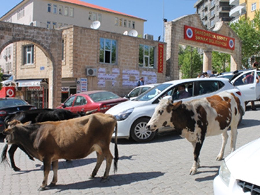 Başıboş hayvanlar belediye önünü mesken tuttu