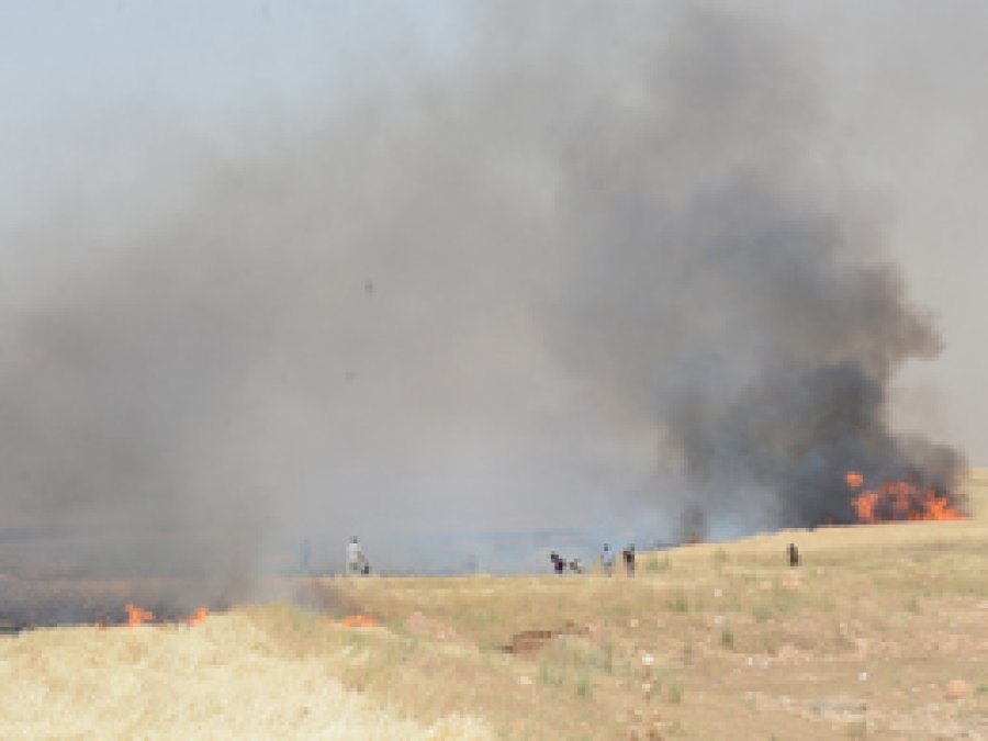 Nusaybin’de ekili tarlalar yandı