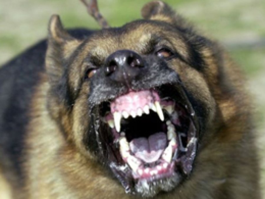 Van'da 55 kişi köpek saldırısına uğradı