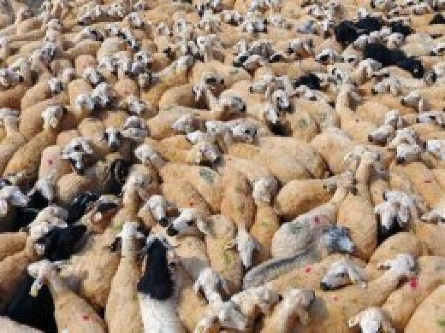 Kurbanlıklara acı çektirenlere ceza verilecek