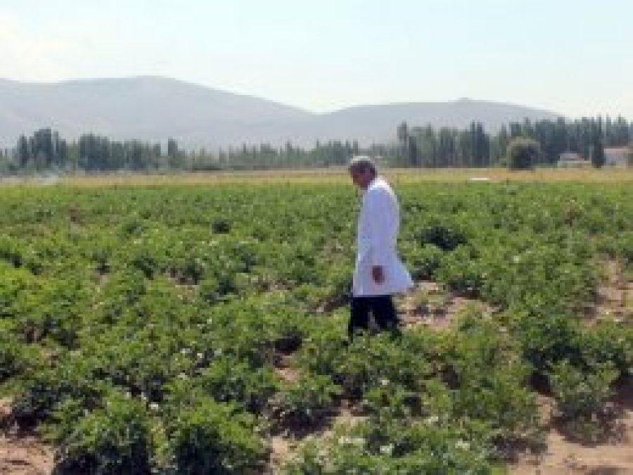 Suyu daha az tüketen patates tohumu üretiliyor