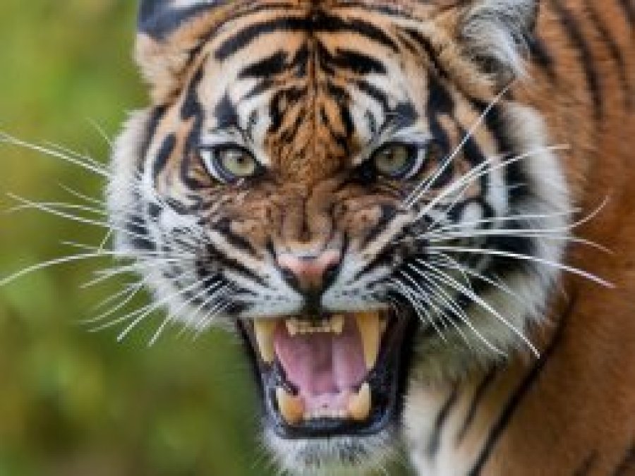 13 insanı öldüren dişi kaplan öldürüldü