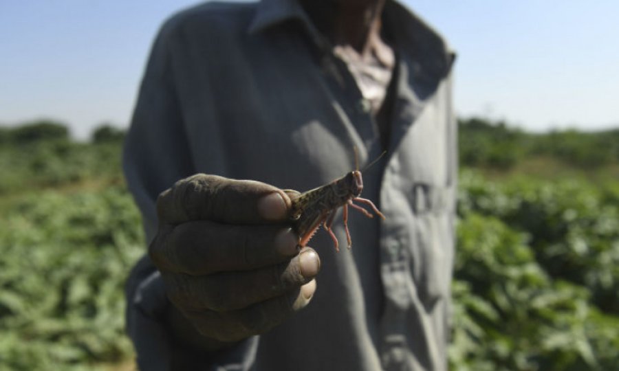 Çin, Pakistan'daki çekirge istilasına karşı 'ördek ordusu' gönderiyor