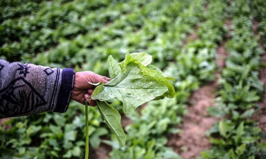 İsrail'in Gazze'ye sıktığı böcek ilaçları Filistin'i tehdit ediyor