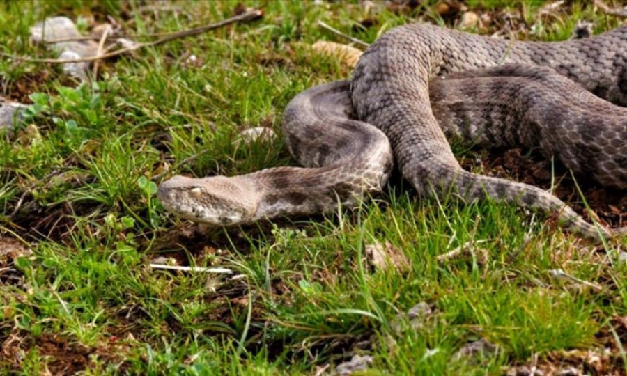 Yılanları öldürmek 'zoonoz hastalıkların önünü açabilir' uyarısı 
