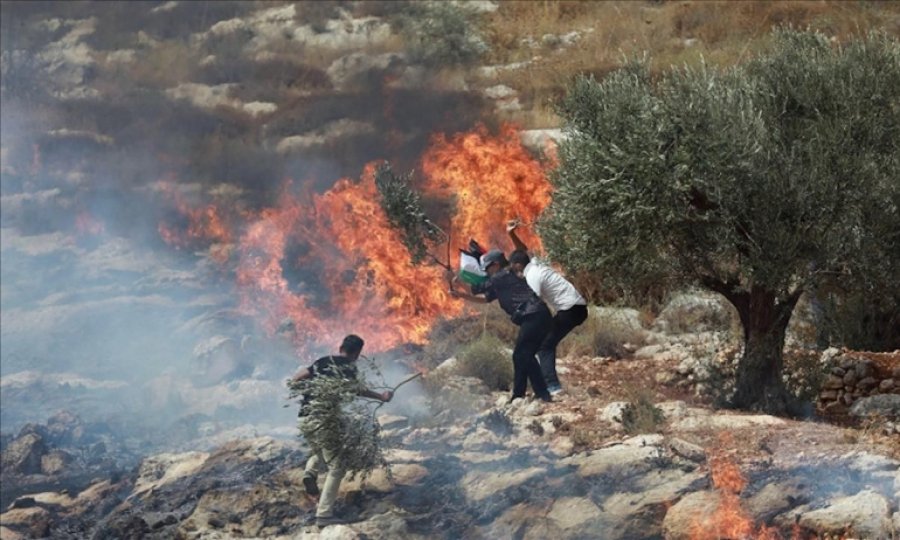 Sivil Yahudi işgalciler Filistinlilerin zeytin ağaçlarını ateşe verdi