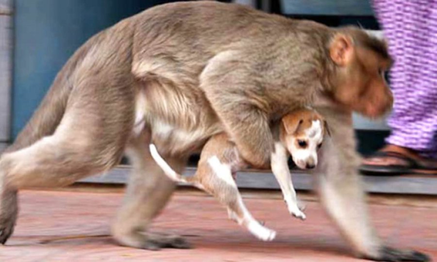 Çocukları öldürülen maymunlar 250'den fazla köpeği öldürdüler