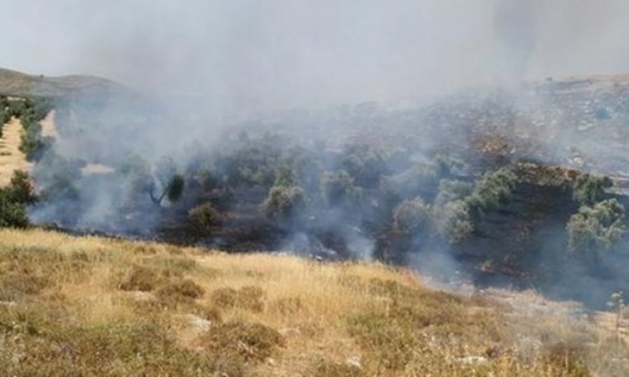 Yahudiler Filistinlilerin zeytin ağaçlarını yakmayı sürdürüyor
