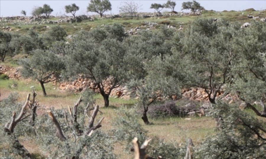 İşgalci Yahudiler Filistinlilere ait zeytin ağaçlarını söktü